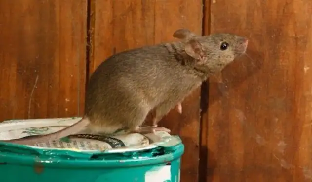 Myszy na strychu? Skuteczne sposoby na pozbycie się i zapobieganie