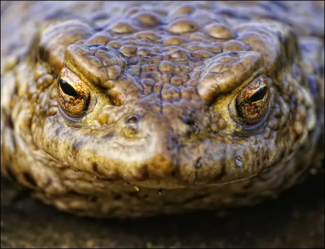 Czy jad ropuchy jest trujący dla psa? Objawy i zagrożenia, które musisz znać