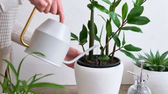 Idealna doniczka dla zamiokulkasa: Jak uniknąć gnicia korzeni?