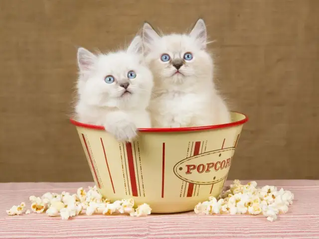 Czy koty mogą jeść popcorn? Sprawdź, dlaczego to niebezpieczne dla nich