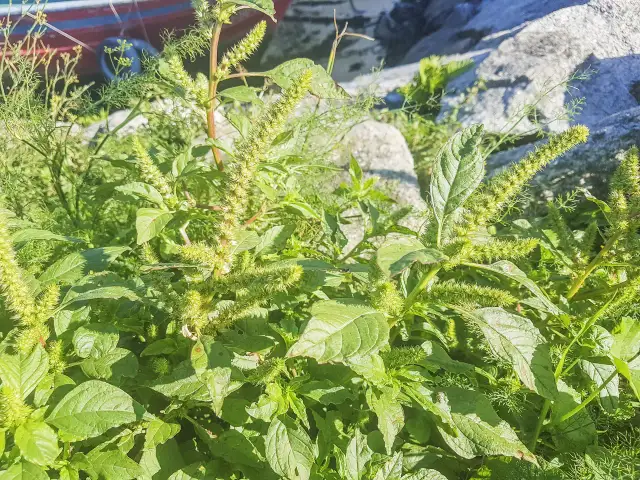 Szarozielony chwast? Odkryj komosę białą i pozbądź się jej!