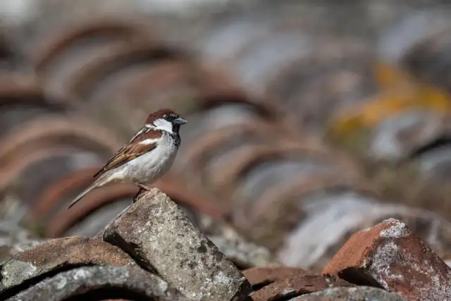 Wróble: Dokarmiać przez cały rok? Ornitolodzy rozwiewają wątpliwości