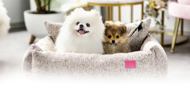 Kiedy pomeranian zmienia sierść? Odkryj kluczowe etapy linienia