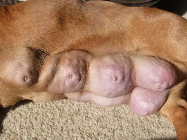 Widoczne są powiększone sutki u psa, mogące świadczyć o zapaleniu sutka.