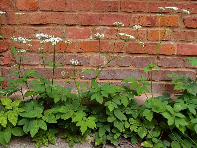 Jak odróżnić podagrycznik od trujących sobowtórów?