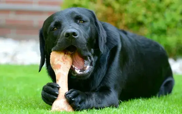 Czy pies może jeść kości z kurczaka? Poznaj niebezpieczeństwa dla zdrowia