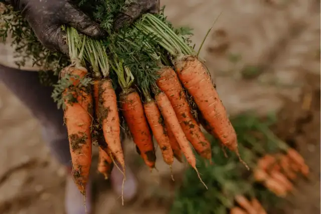Kiedy siać marchew i pietruszkę, aby uniknąć błędów w uprawie