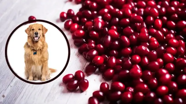 Czy pies może jeść suszoną żurawinę? Sprawdź, co musisz wiedzieć