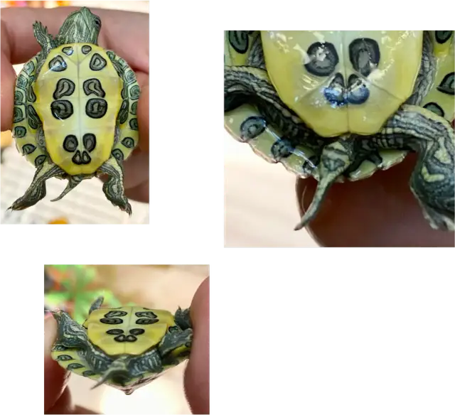 Płeć żółwia: samiec czy samica? Poznaj 7 kluczowych cech!