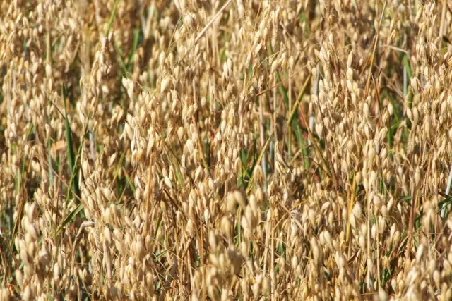 Pole dojrzałego owsa w pełnym słońcu.