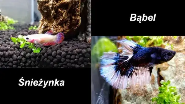 Jak się rozmnażają bojowniki – kluczowe warunki i proces tarła