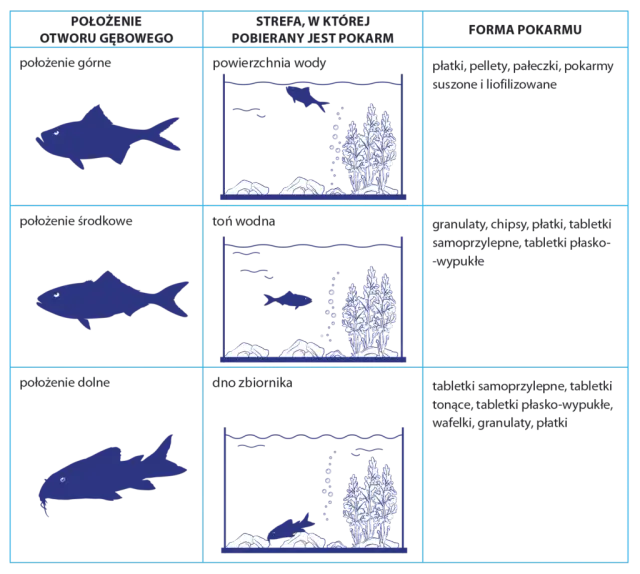Jaki pokarm dla rybek? Kompletny przewodnik dla akwarysty