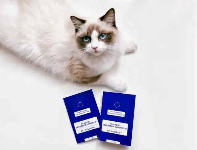 Ile kosztuje paszport dla kota? Sprawdź pełne koszty i opłaty