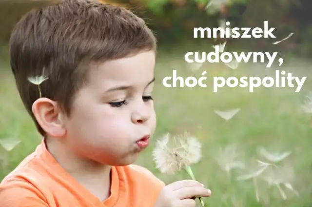 Chłopiec dmucha w dmuchawiec, który symbolizuje mniszek lekarski właściwości.