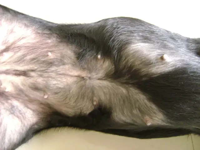 Cysta u psa: jak ją rozpoznać i skutecznie leczyć?