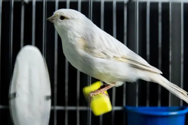 Dlaczego kanarek nie śpiewa? Odkryj przyczyny i rozwiązania