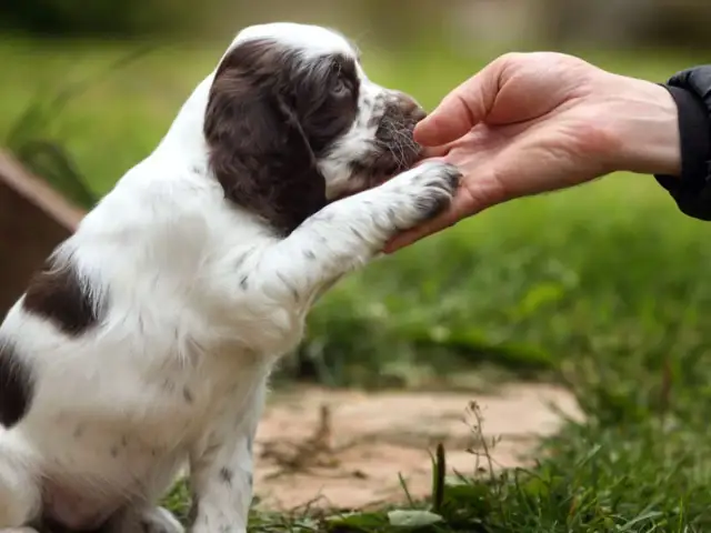 Uroczy szczeniak daje łapę. To początek szkolenia szczeniaka od kiedy jest mały, budowanie zaufania i więzi.