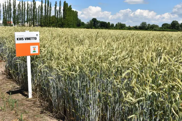 Jakie żyto hybrydowe na słabe gleby - najlepsze odmiany na trudne warunki