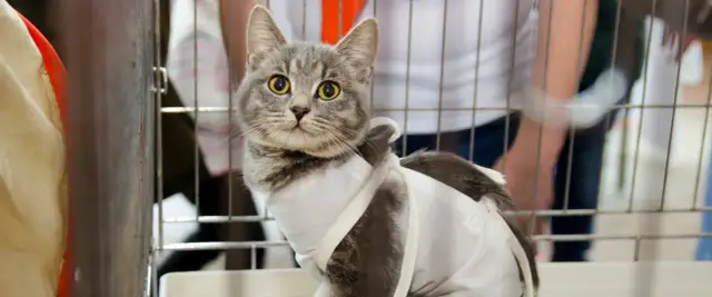 Ile kosztuje sterylizacja kotki? Pełny koszt i jak zaoszczędzić