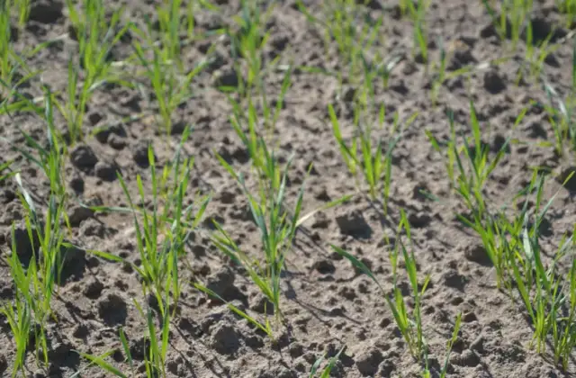 Jaki nawóz pod siew pszenicy jarej? Kluczowe informacje dla rolników