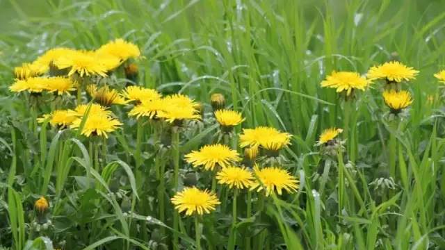 Żółte chwasty: Jak rozpoznać i skutecznie zwalczać? Poradnik