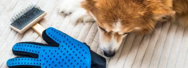 Wypadanie sierści u psa: kiedy norma, a kiedy sygnał do weterynarza?