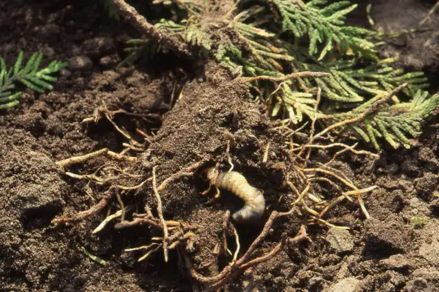 Skuteczne zwalczanie mokrzycy: uniknij strat w uprawach warzyw