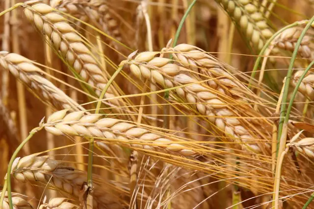 Pszenżyto jaki nawóz: Kluczowe składniki dla zdrowego plonu