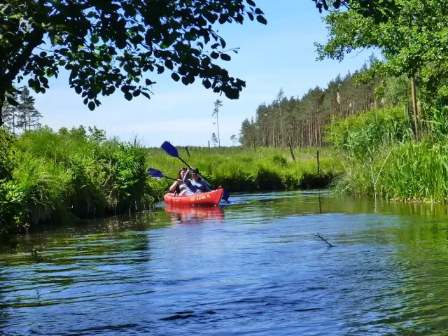 Drwęca kajakiem: idealna rzeka dla każdego? Trasy, ceny, porady