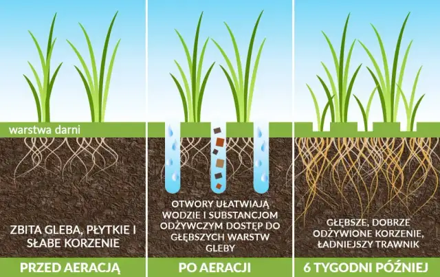 Jak siać trawę? Krok po kroku do gęstego i zdrowego trawnika