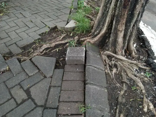 Jakie drzewa sadzić na osiedlach, aby uniknąć problemów z korzeniami