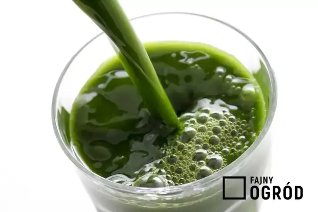 Nalewka z żyworódki: Na co pomaga? Zastosowanie i przepis