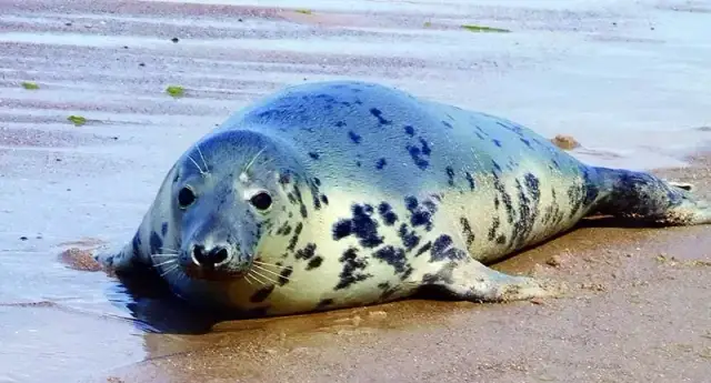 Co żyje w Bałtyku? Zaskakujące fakty o faunie morskiej i jej ochronie