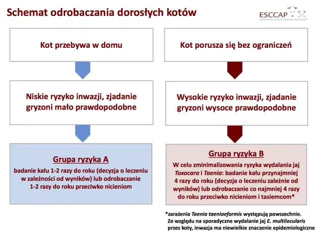 Co ile odrobaczać kota? Stwórz plan i uniknij błędów!