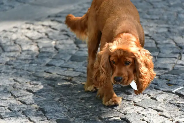 Cocker spaniel czy gubi sierść? Poznaj prawdę o linieniu tej rasy