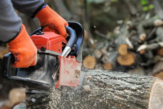 Jakie drzewa można wyciąć bez zezwolenia na własnej działce? Sprawdź zasady