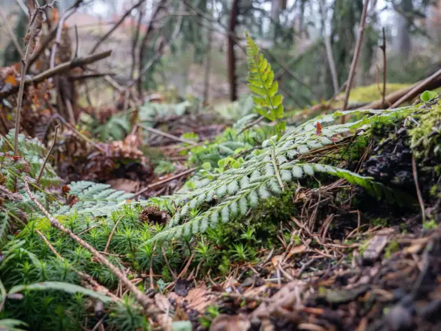 Szklarska Poręba: Karkonosze czy Izery? Wybierz swoją przygodę!