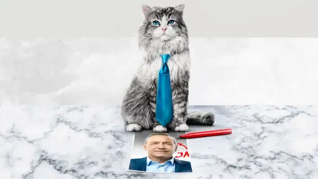 Jak zostać kotem na Netflix? Sprawdź, gdzie obejrzeć film online