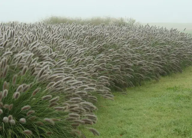 Jak sadzić rozplenicę hameln? Odpowiedni odstęp dla sukcesu