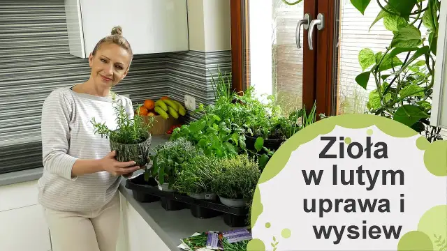 Jak uprawiać zioła w domu – proste sposoby na zdrowe rośliny