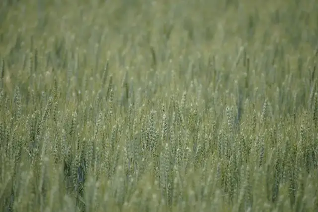 Ochrona zbóż ozimych jesienią – praktyczne podpowiedzi