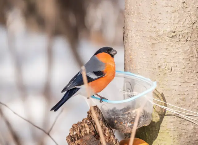 Czym się żywi gil? Odkryj zaskakujące facet jego diety