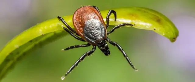 Kiedy jest sezon na kleszcze? Oto, co musisz wiedzieć, aby się chronić