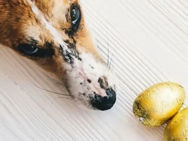 Pies zjadł czekoladę? Natychmiastowy plan działania i objawy zatrucia