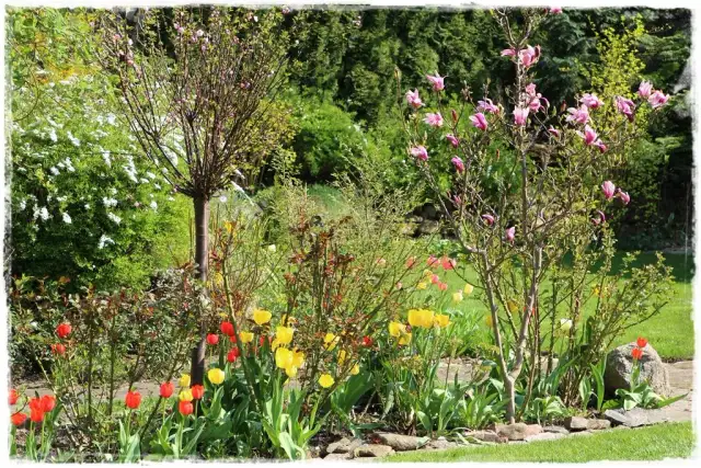 Co posadzić pod magnolią, aby uniknąć problemów z korzeniami?