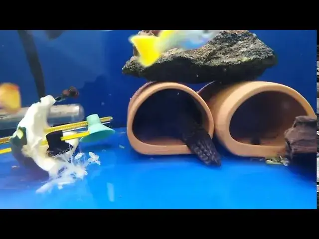 Jak się rozmnażają glonojady - kluczowe warunki i porady dla akwarystów