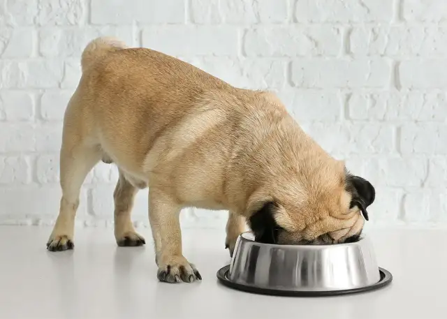 Czy pies uczulony na kurczaka może jeść indyka bez ryzyka alergii?