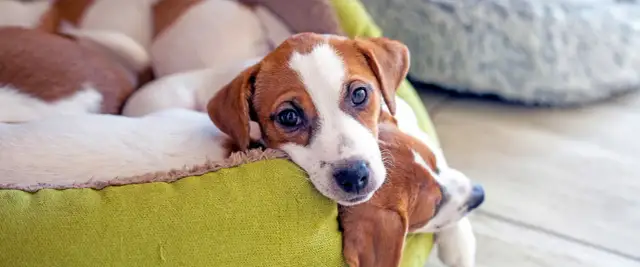 Urocze szczenięta Jack Russell Terrier leżą razem. Zastanawiasz się, ile kosztują tabletki na odrobaczanie psa?