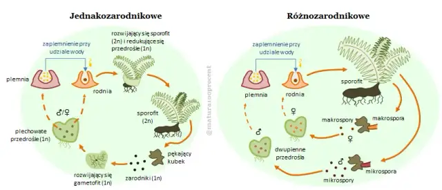 Rozmnażanie paproci: Cykl życia i proste metody domowe