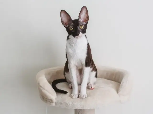 Cornish Devon Rex - różnice, cechy i opieka nad tymi rasami kotów